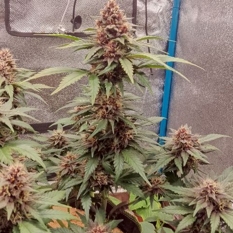 Banana Joeanna growlog timeline photo