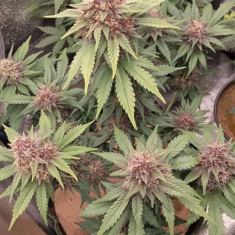 Banana Joeanna growlog timeline photo