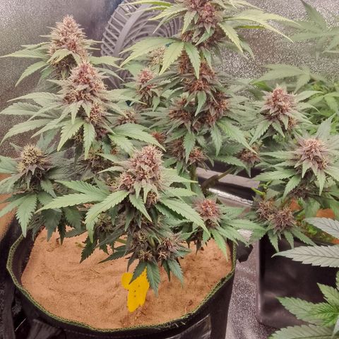 Banana Joeanna growlog timeline photo