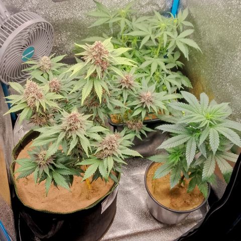 Orange Apricot Glue XL Auto growlog timeline photo