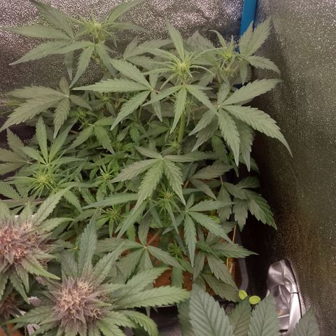 Orange Apricot Glue XL Auto growlog timeline photo