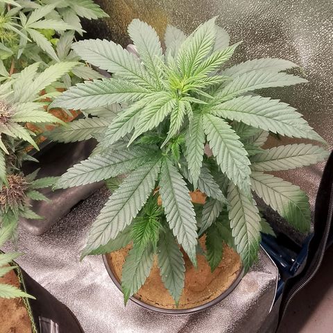 Doobies Pie growlog timeline photo
