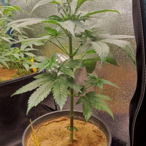 Doobies Pie growlog timeline photo