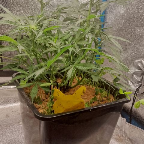 Orange Apricot Glue XL Auto growlog timeline photo