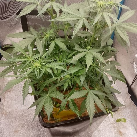 Orange Apricot Glue XL Auto growlog timeline photo