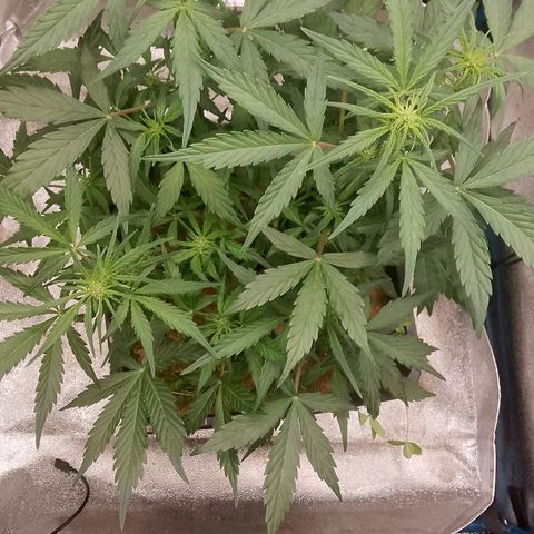 Orange Apricot Glue XL Auto growlog timeline photo