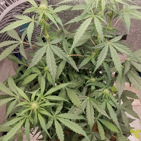 Orange Apricot Glue XL Auto growlog timeline photo
