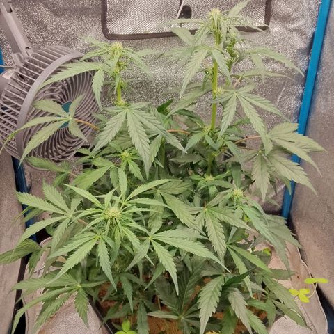 Orange Apricot Glue XL Auto growlog timeline photo