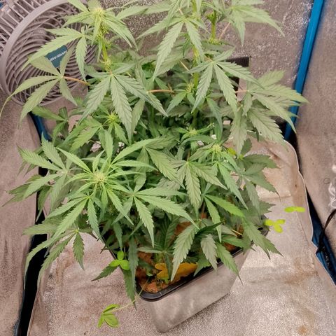 Orange Apricot Glue XL Auto growlog timeline photo