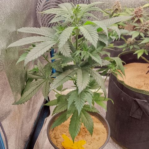 Doobies Pie growlog timeline photo