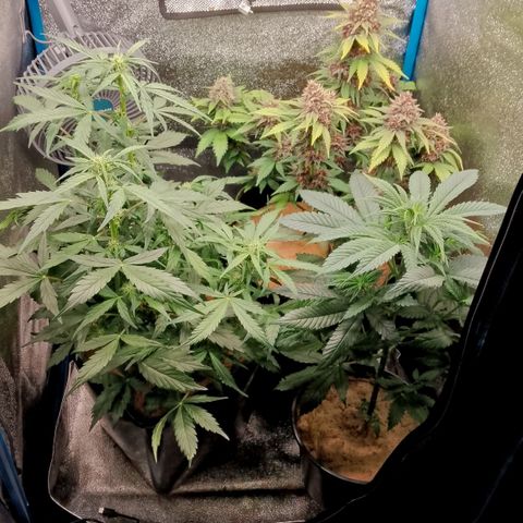Doobies Pie growlog timeline photo