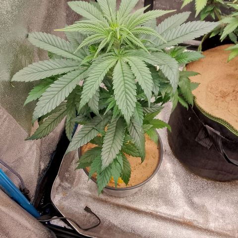 Doobies Pie growlog timeline photo