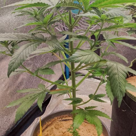 Doobies Pie growlog timeline photo