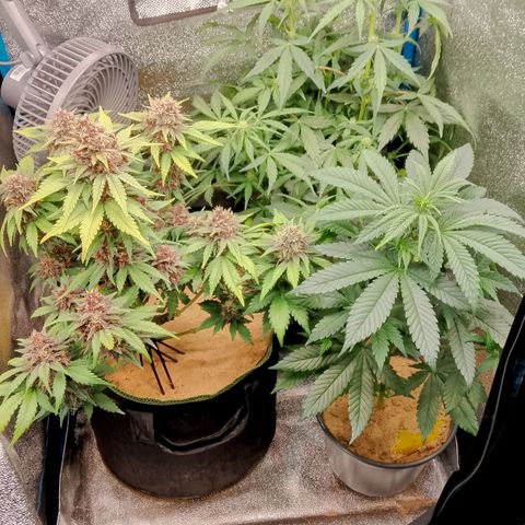 Doobies Pie growlog timeline photo