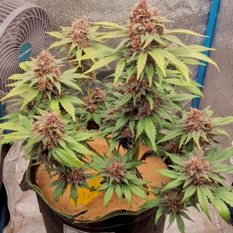 Banana Joeanna growlog timeline photo