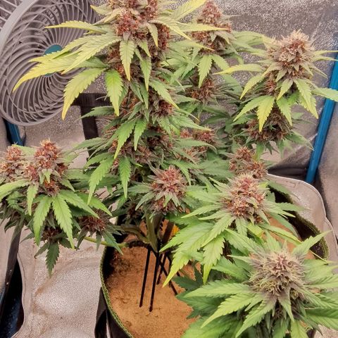 Banana Joeanna growlog timeline photo