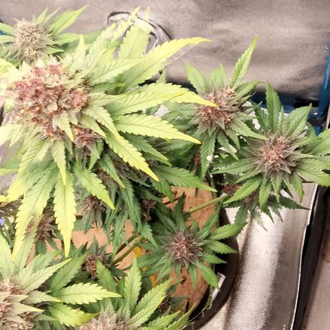 Banana Joeanna growlog timeline photo