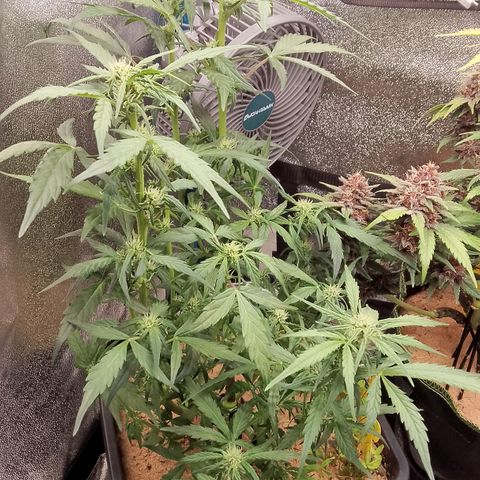 Orange Apricot Glue XL Auto growlog timeline photo