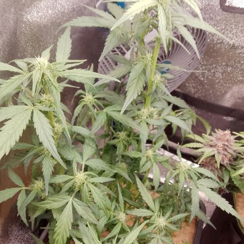 Orange Apricot Glue XL Auto growlog timeline photo