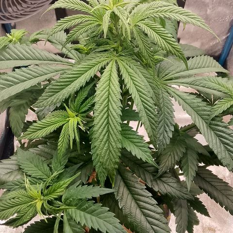 Doobies Pie growlog timeline photo
