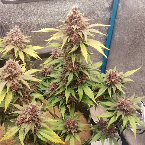 Banana Joeanna growlog timeline photo