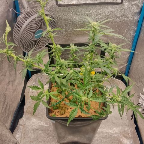 Orange Apricot Glue XL Auto growlog timeline photo