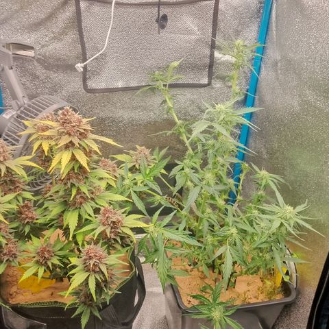 Orange Apricot Glue XL Auto growlog timeline photo