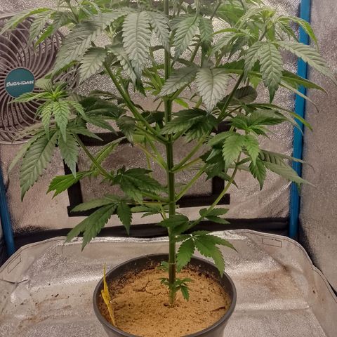 Doobies Pie growlog timeline photo