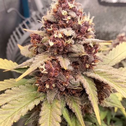 Banana Joeanna growlog timeline photo