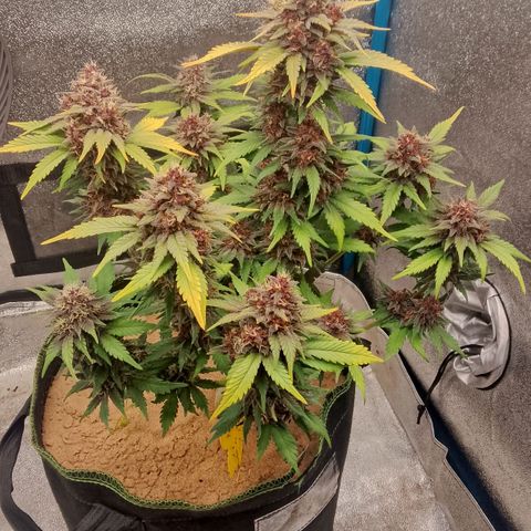 Banana Joeanna growlog timeline photo