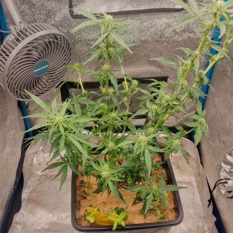 Orange Apricot Glue XL Auto growlog timeline photo