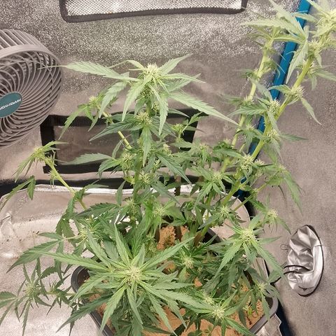 Orange Apricot Glue XL Auto growlog timeline photo