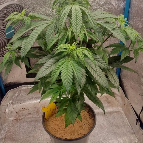 Doobies Pie growlog timeline photo