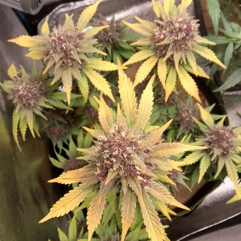 Banana Joeanna growlog timeline photo