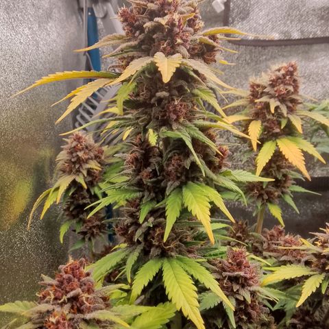 Banana Joeanna growlog timeline photo