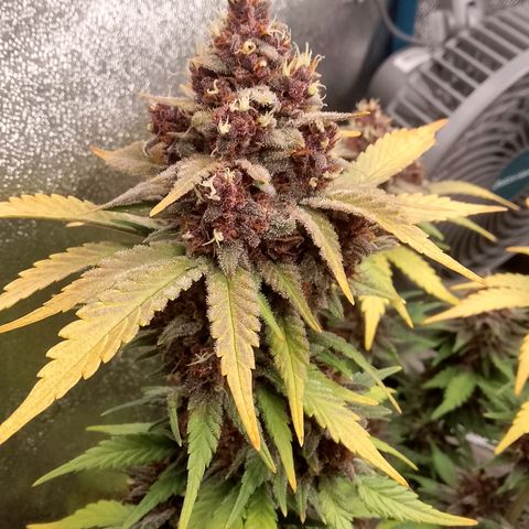 Banana Joeanna growlog timeline photo