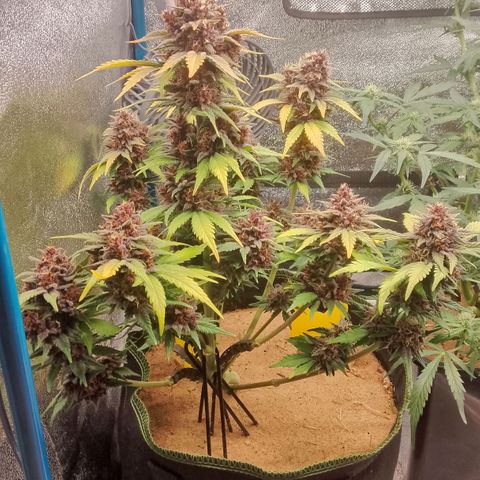 Banana Joeanna growlog timeline photo