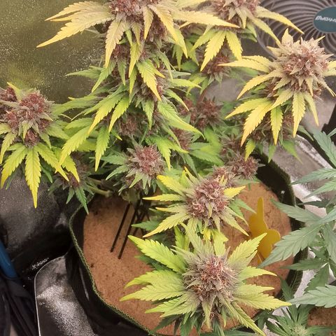 Banana Joeanna growlog timeline photo