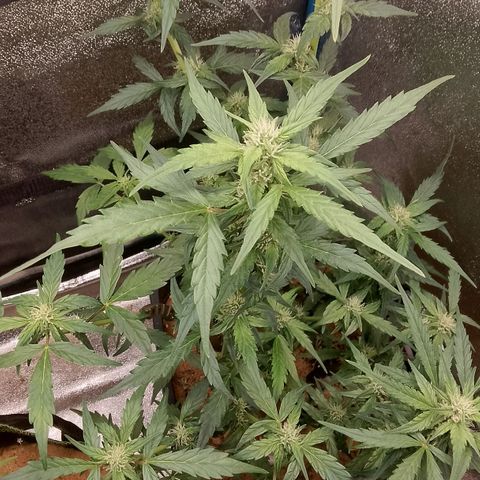 Orange Apricot Glue XL Auto growlog timeline photo