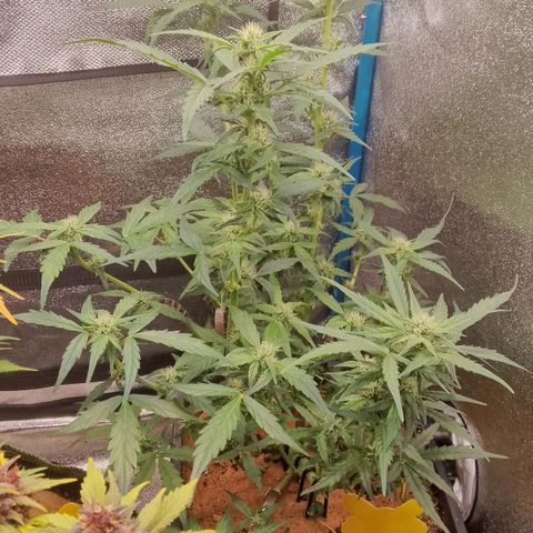 Orange Apricot Glue XL Auto growlog timeline photo