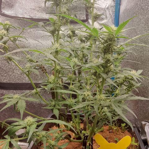 Orange Apricot Glue XL Auto growlog timeline photo