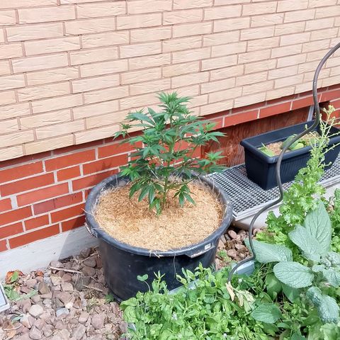 Doobies Pie growlog timeline photo