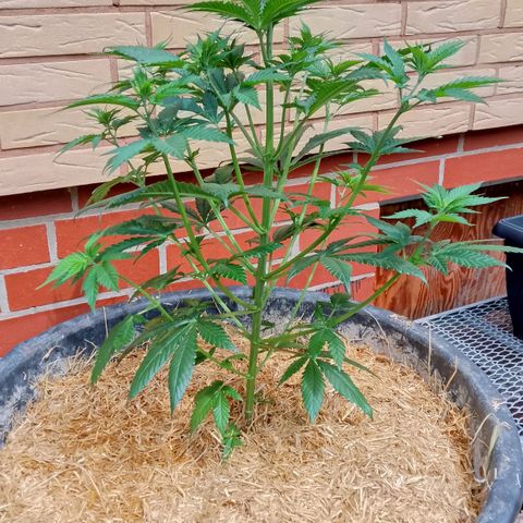 Doobies Pie growlog timeline photo