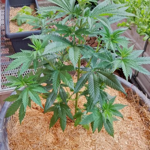 Doobies Pie growlog timeline photo