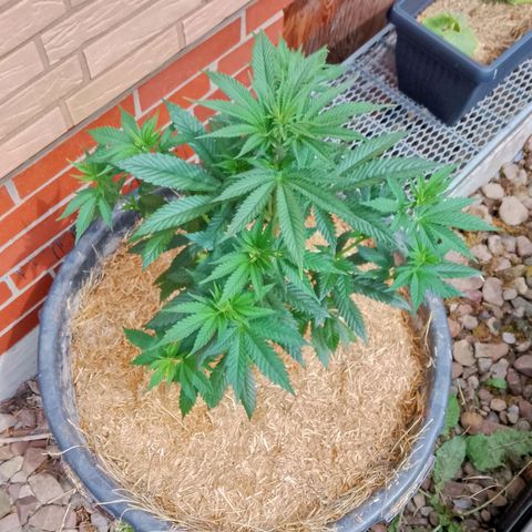Doobies Pie growlog timeline photo