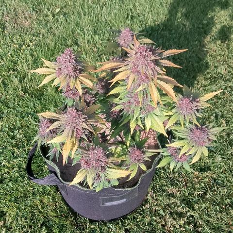 Banana Joeanna growlog timeline photo