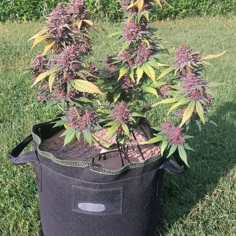 Banana Joeanna growlog timeline photo