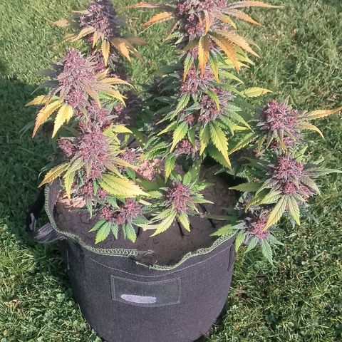 Banana Joeanna growlog timeline photo