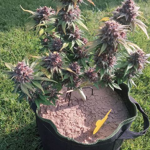 Banana Joeanna growlog timeline photo