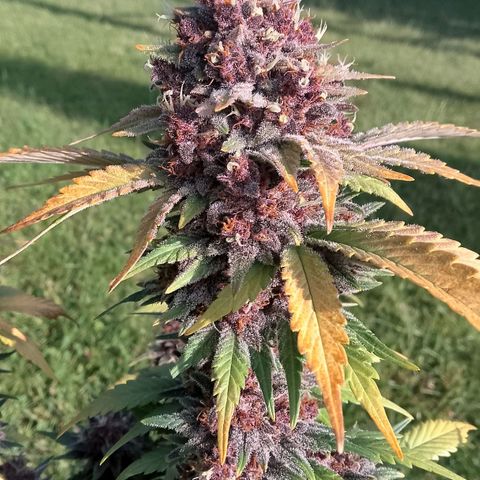 Banana Joeanna growlog timeline photo